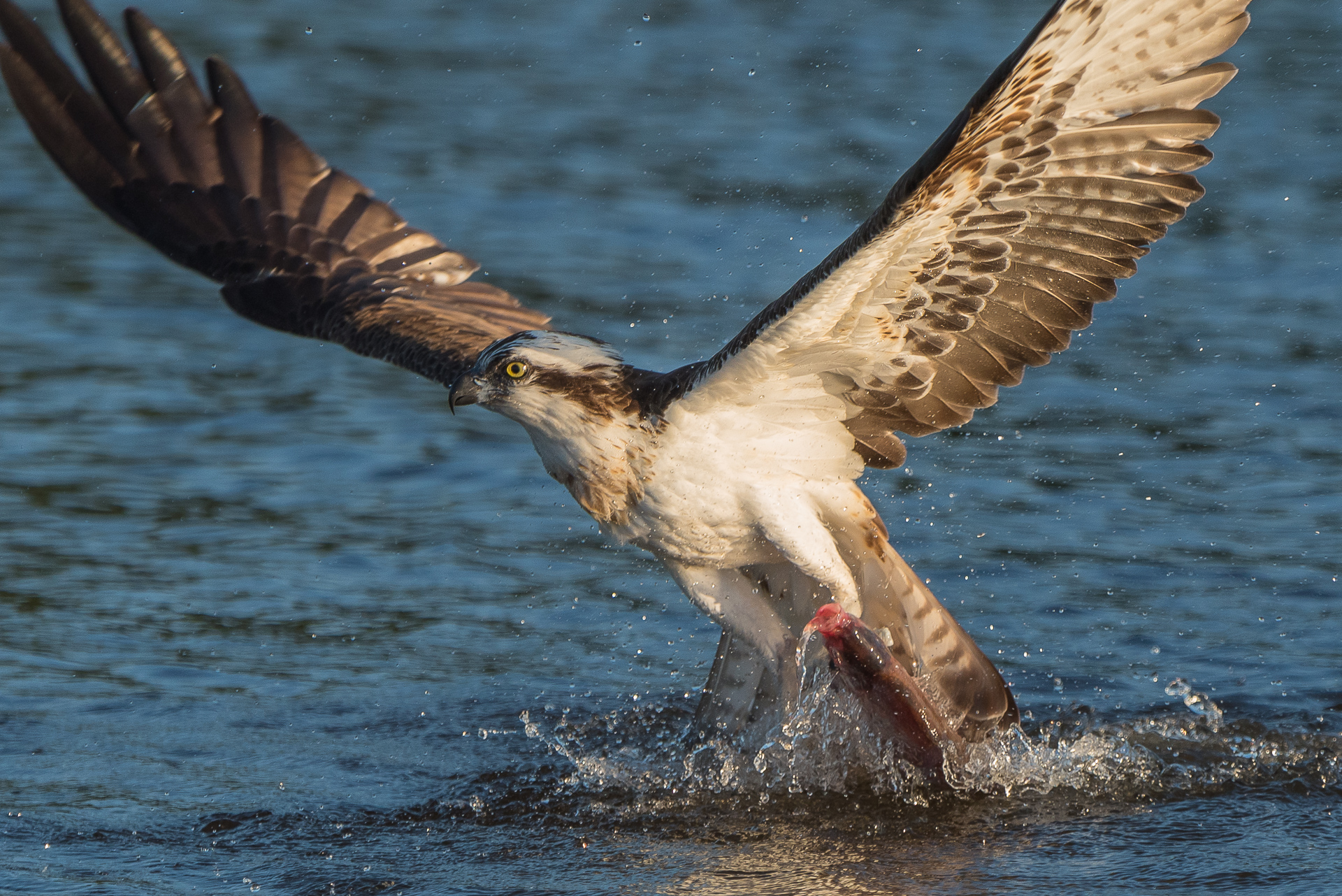 65 éthers Balbuzard Pêcheur Osprey – Lot Sans Boîte – Neufs